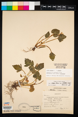 Viola palmata image