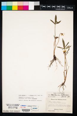 Viola palmata image