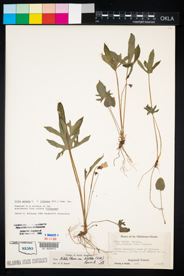 Viola palmata image