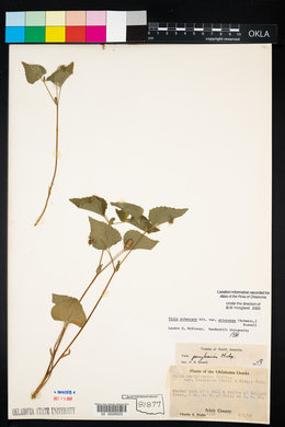 Viola pubescens var. pubescens image