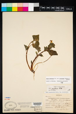 Viola pubescens var. pubescens image