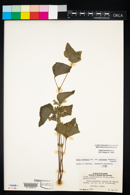 Viola pubescens var. pubescens image