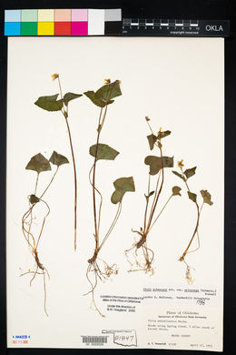 Viola pubescens var. pubescens image