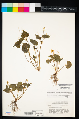 Viola pubescens var. pubescens image