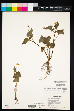 Viola pubescens var. pubescens image