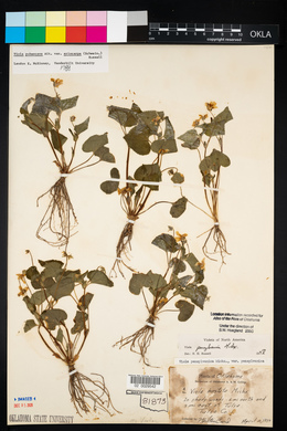 Viola pubescens var. pubescens image