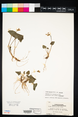 Verbena officinalis image