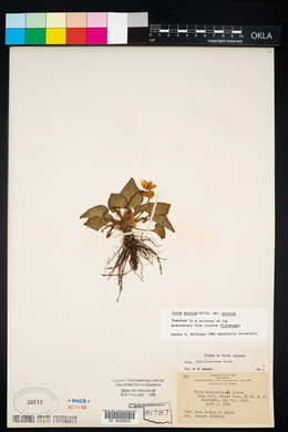 Viola sororia var. sororia image