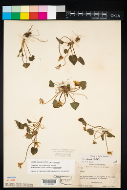 Ligustrum sinense image