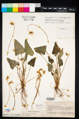 Viola missouriensis image