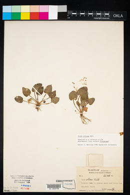 Viola villosa image