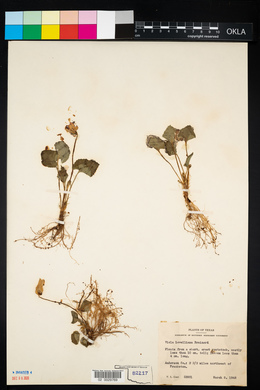 Viola × lovelliana image