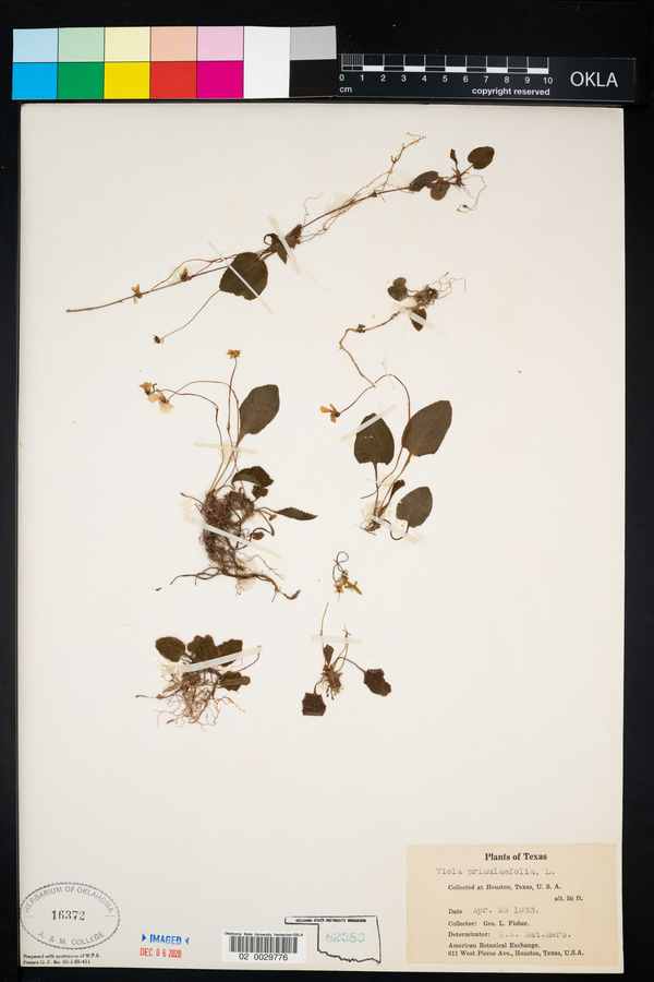 Viola primulifolia image