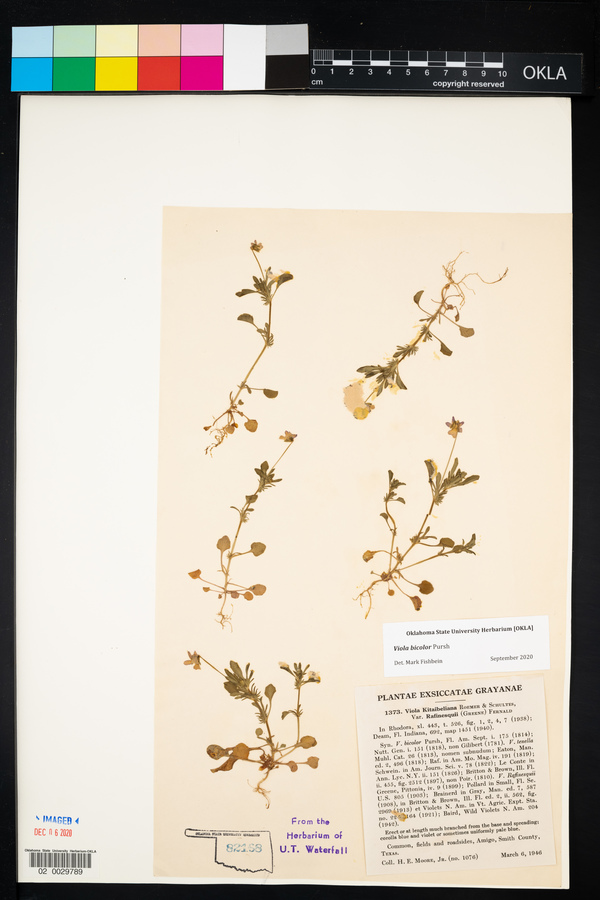 Viola bicolor image