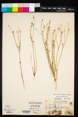 Linum hudsonioides image