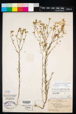 Linum berlandieri image