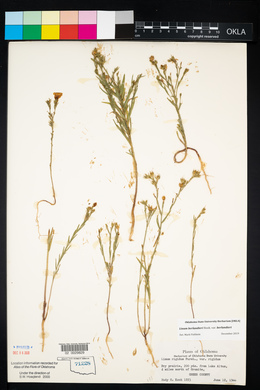 Linum rigidum image