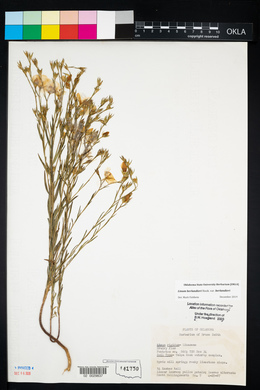 Linum rigidum image