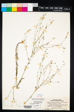 Linum medium image