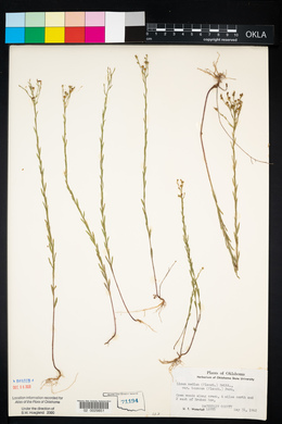 Linum medium image