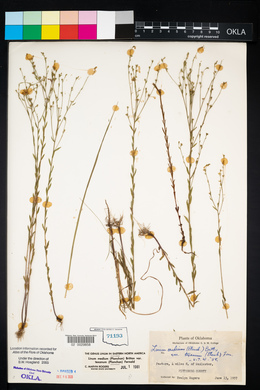 Linum medium image