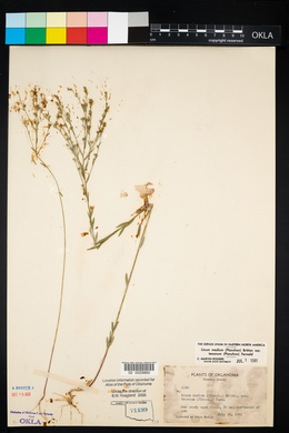 Linum medium image