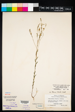 Linum medium var. texanum image