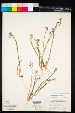 Linum pratense image