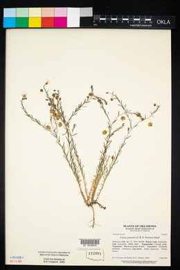 Linum pratense image