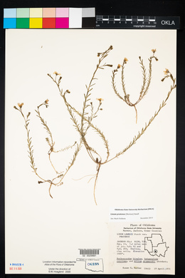 Linum pratense image