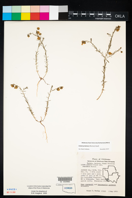 Linum pratense image