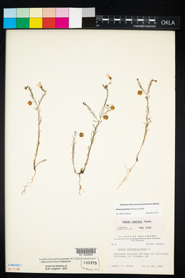 Linum lewisii image