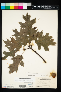 Quercus shumardii image