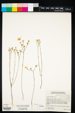 Linum rigidum image