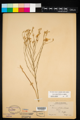 Linum rigidum image