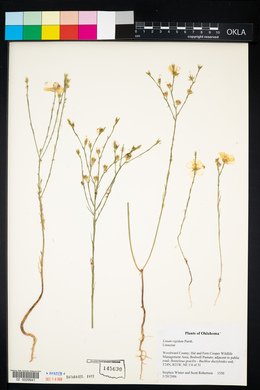 Linum rigidum image