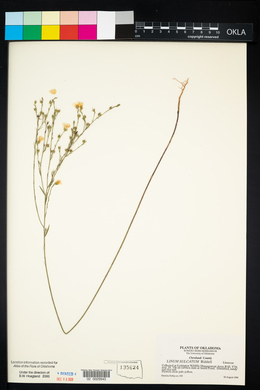 Linum sulcatum image