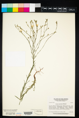 Linum sulcatum image