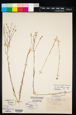 Linum sulcatum image