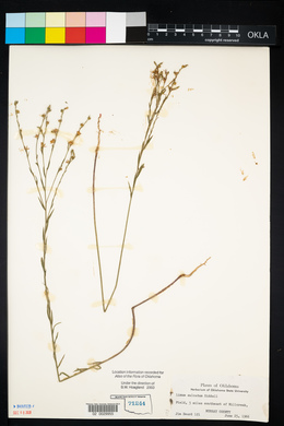 Linum sulcatum image