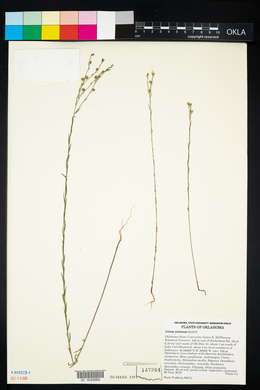 Linum sulcatum image