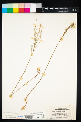 Linum sulcatum image