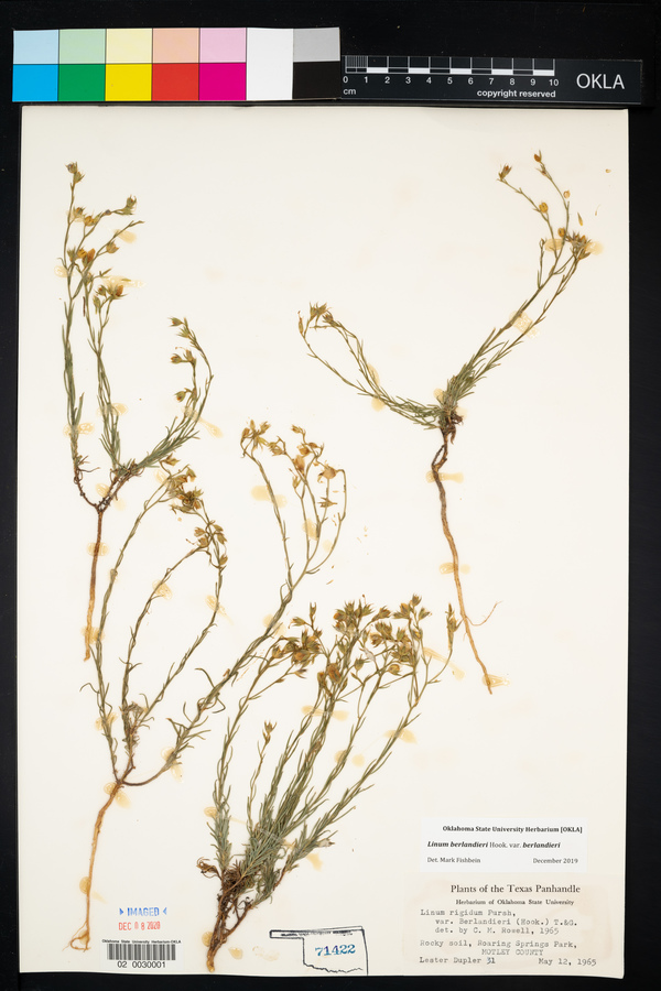 Linum berlandieri var. berlandieri image