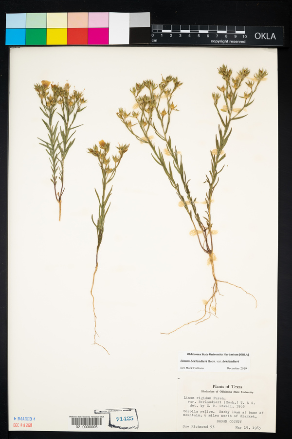 Linum berlandieri image
