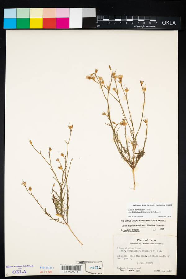 Linum berlandieri var. filifolium image