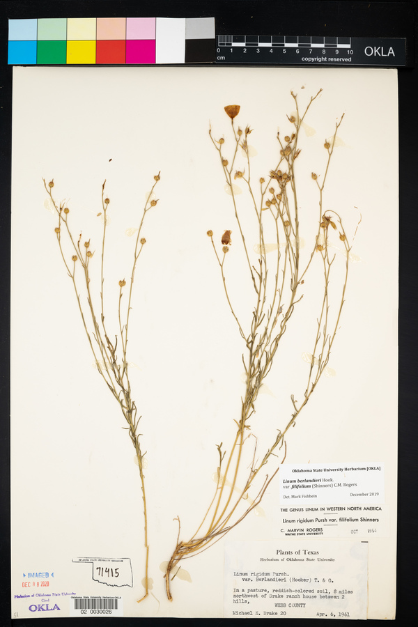 Linum berlandieri image