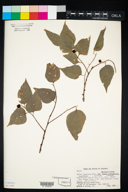 Celtis laevigata var. texana image