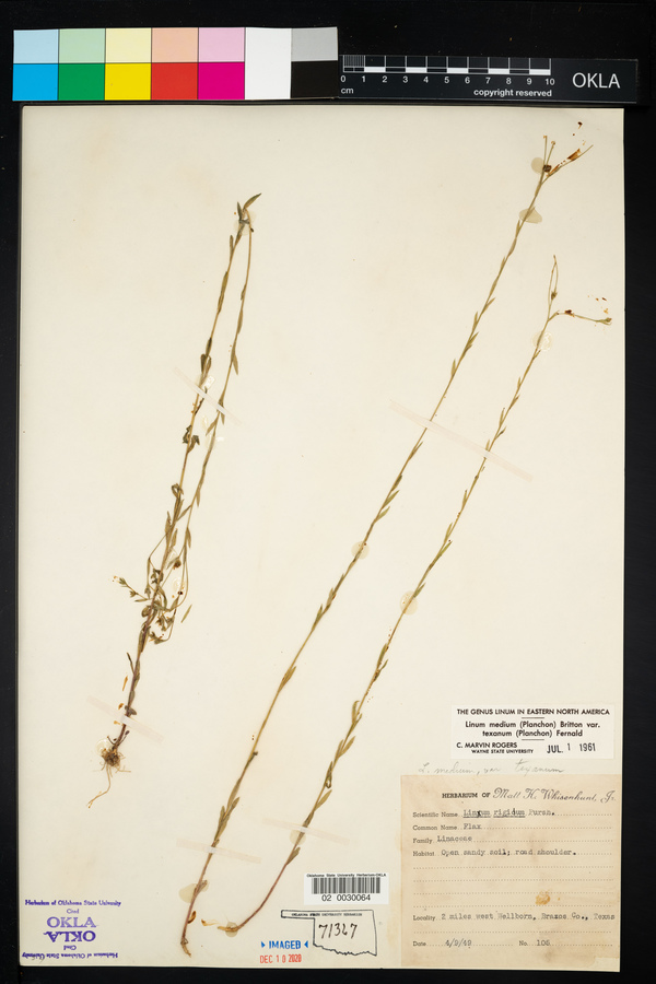 Linum medium image