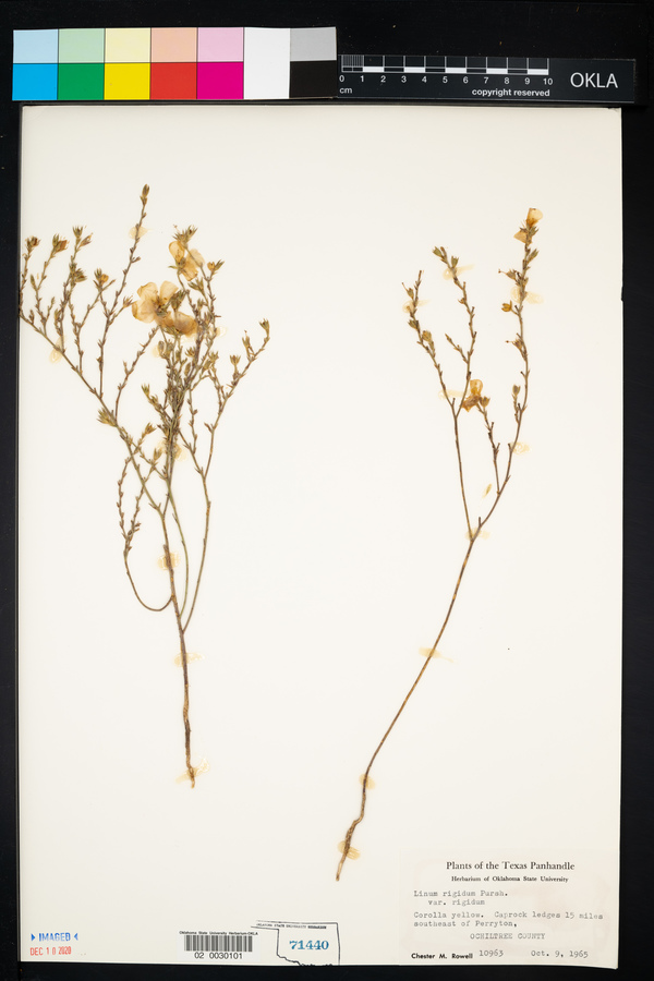 Linum rigidum var. rigidum image