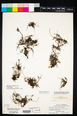 Podostemum ceratophyllum image